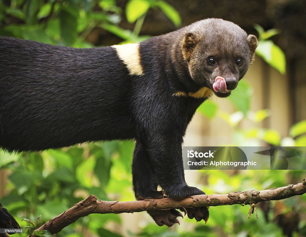 Tayra Lambendo os Lábios - Foto de stock de América do Sul royalty-free