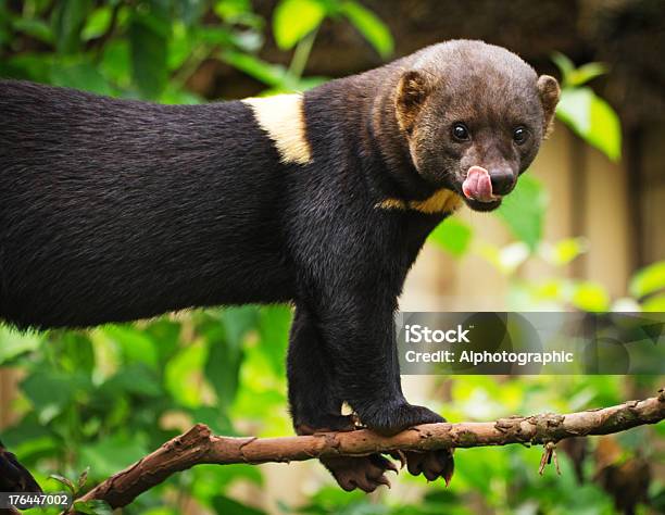 Foto de Tayra Lambendo Os Lábios e mais fotos de stock de América do Sul - América do Sul, Animais caçando, Animal