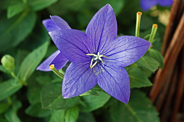 istock Blossomed balloon flower 176447112