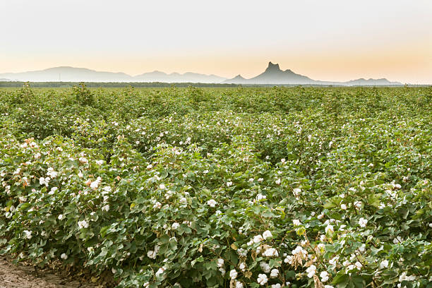 Sunrise over Cotton field near Picacho Peak Cotton Gossypium hirsutum growing near Picacho Peak, Arizona cotton cotton ball fiber white stock pictures, royalty-free photos & images