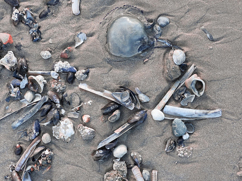 High angle view of some seashells and a jellyfish on the North Sea beach.