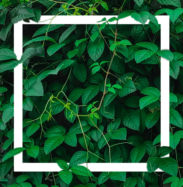 istock green leaves on a wall backgrounds, Green leaves background with white frame. Copy space for your text. 1764486594