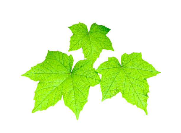 istock green leaves on transparent background, Green maple leaf isolated on white background. Clipping path included. Green leaves isolated on transparent background. 1764487639
