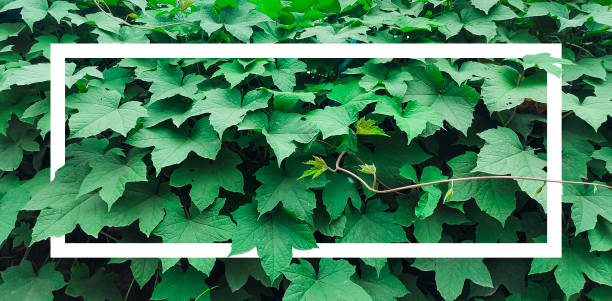 istock green leaves on a wall backgrounds, Green leaves background with white frame. Copy space for your text. 1764487647