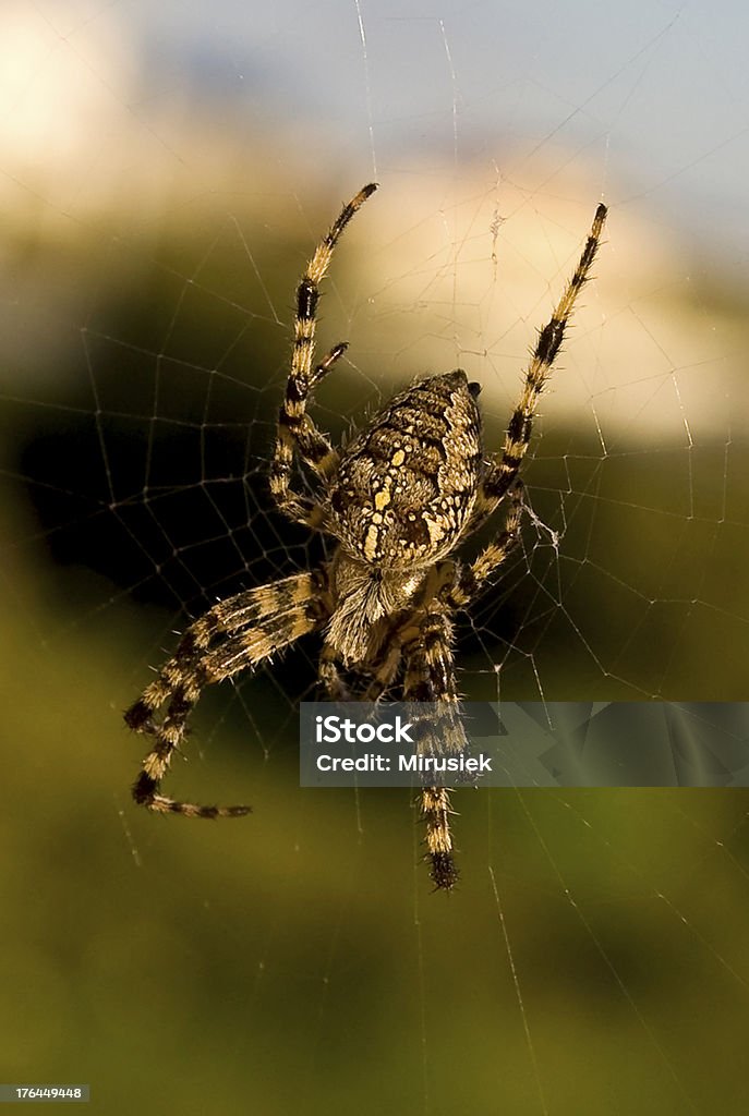 Aranha no ambiente natural - Foto de stock de Animais caçando royalty-free