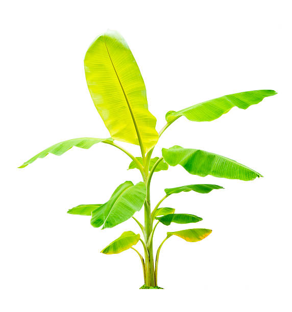 istock banana trees isolated on white background 176449466