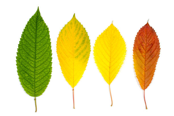 istock Set of autumn leaves on white background. 1764495818