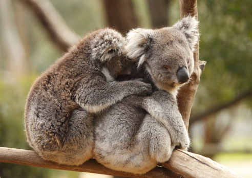 Koalas. Australia.