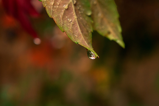 A drop flows from an orange-green autumn leaf, rainy weather, autumn, paste text, macro, close-up, seasonal