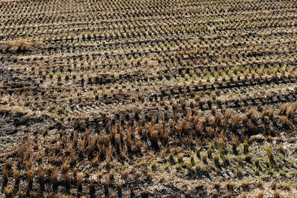 Image of rice field after harvesting