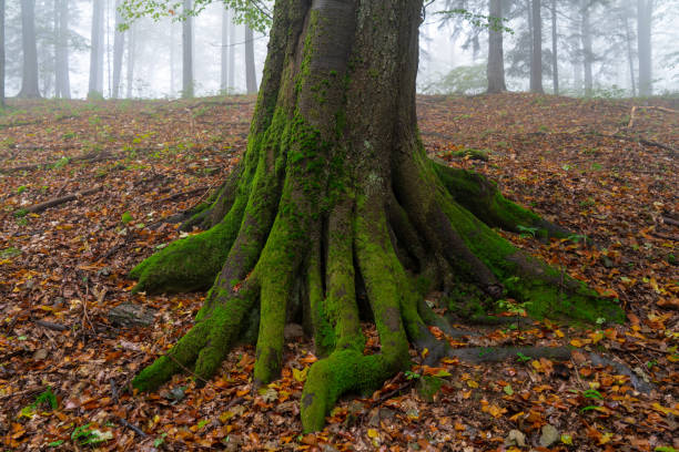 istock tree in autumn, beech in autumn 1764505289