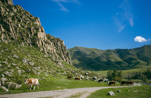 Grazing cows along the Chuysky tract in Altai, Russia.