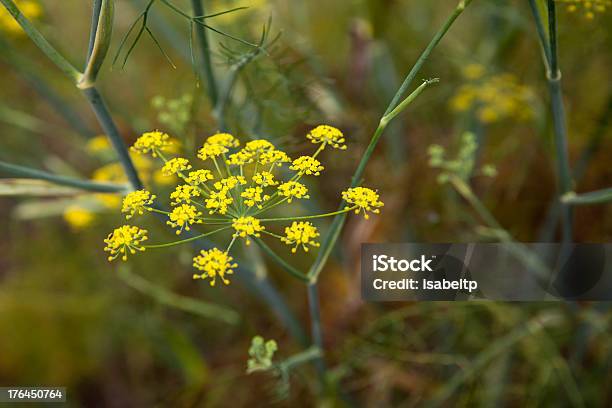 Natureza - Fotografias de stock e mais imagens de Amarelo - Amarelo, Ao Ar Livre, Beleza natural