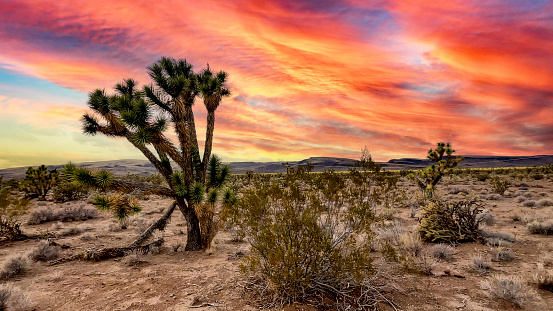 Nice scene of a Joshua tree endemic to the Mojave Desert, under an orange and reddish sky at sunset in the state of Arizona in the United States of America.