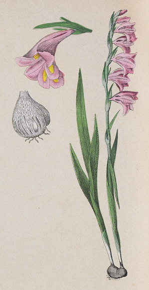 Vintage color illustration - Eastern gladiolus or common corn-flag (Gladiolus communis)