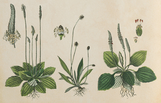 Vintage color illustration - Hoary plantain (Plantago media) - Ribwort plantain (Plantago lanceolata) - Broadleaf plantain (Plantago major)