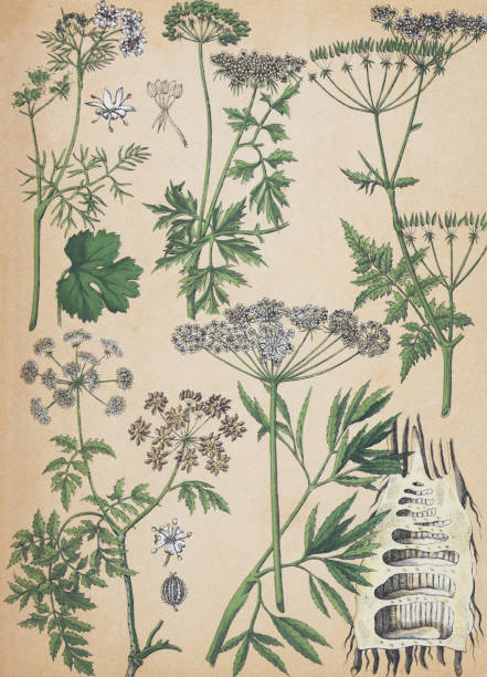 Caraway (Carum carvi) - Fool's parsley (Aethusa cynapium) Cow parsley (Anthriscus sylvestris) Hemlock (Conium maculatum) - Cowbane or northern water hemlock (Cicuta virosa) - vintage color illustration Vintage color illustration - Caraway (Carum carvi) - Fool's parsley (Aethusa cynapium) Cow parsley (Anthriscus sylvestris) Hemlock (Conium maculatum) - Cowbane or northern water hemlock (Cicuta virosa) cicuta virosa stock illustrations