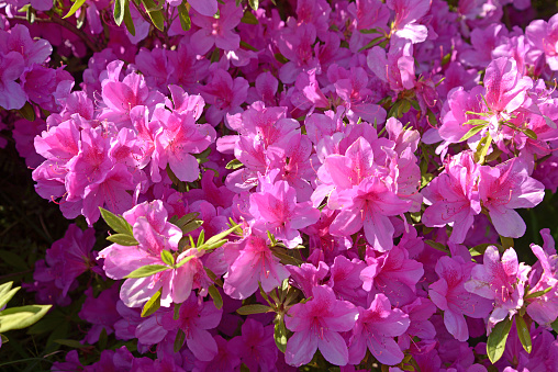 A close-up photo of a cluster of azaleas in early summer, photographed in May 2019, Tokyo, Higashimurayama City, Japan.