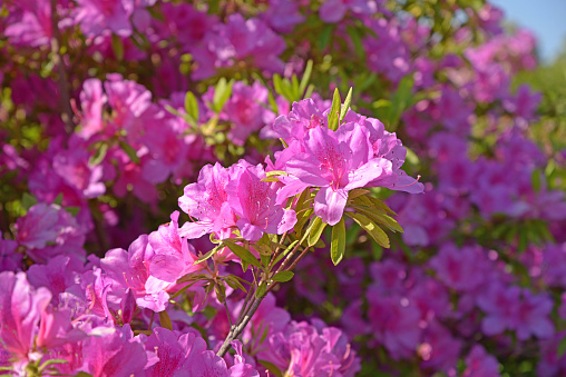 Blooming rhododendrons in Finnish Haaga Flower Park in Helsinki.