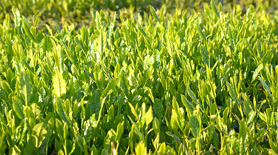 Photographed with a standard zoom lens of a part of a tea leaf field before harvest in early summer, May 2019, Musashimurayama City, along Ome Kaido Road, Japan.