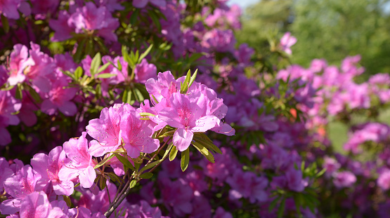 A close-up photo of a cluster of azaleas in early summer, photographed in May 2019, Tokyo, Higashimurayama City, Japan.