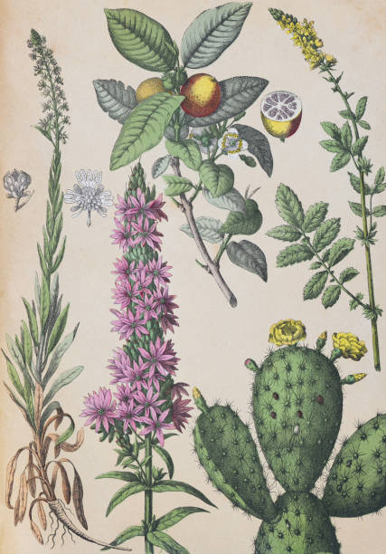 kolekcja roślin - ilustracja w kolorze vintage - prickly pear fruit illustrations stock illustrations