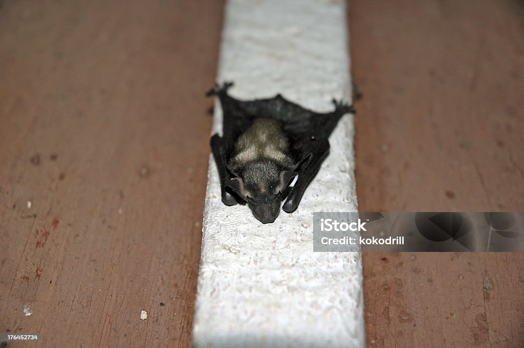 Beats bat (chiroptera) hanging on old door Animal Stock Photo