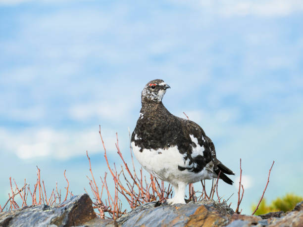 istock Rock ptarmigan male 1764528266