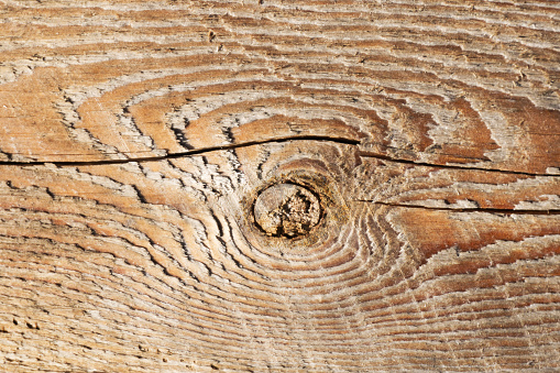 Uneven natural material board. Growth ring pattern. Tree knot closeup.