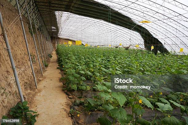 Green House Vegetal Foto de stock y más banco de imágenes de Agricultura - Agricultura, Botánica, China