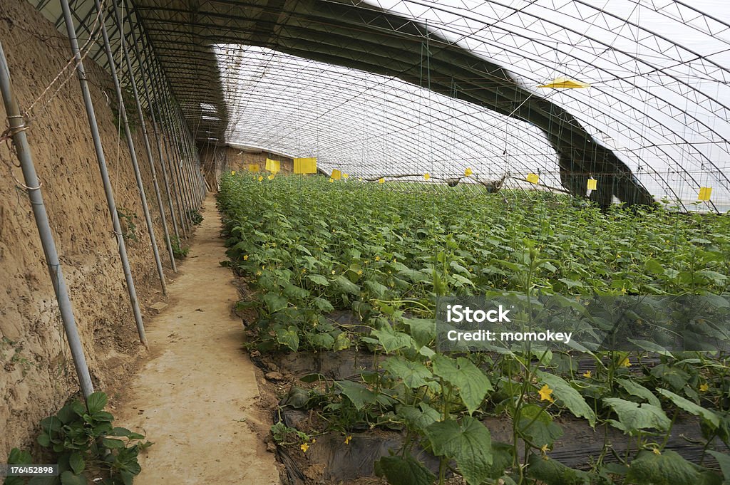 green house légumes - Photo de Affaires libre de droits