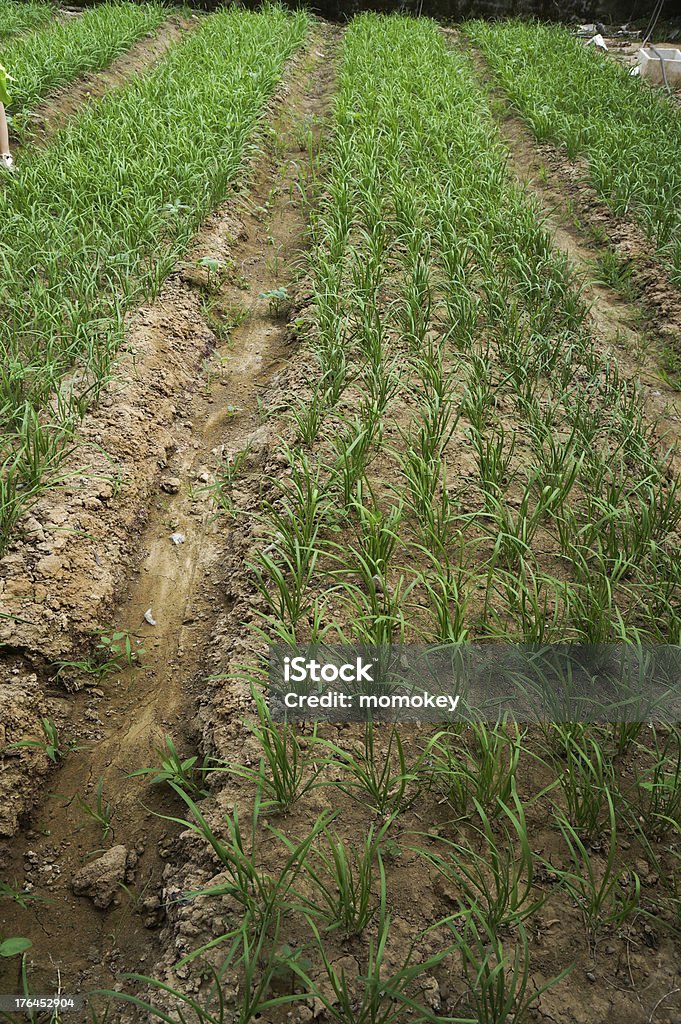 green house vegetal - Foto de stock de Agricultura libre de derechos