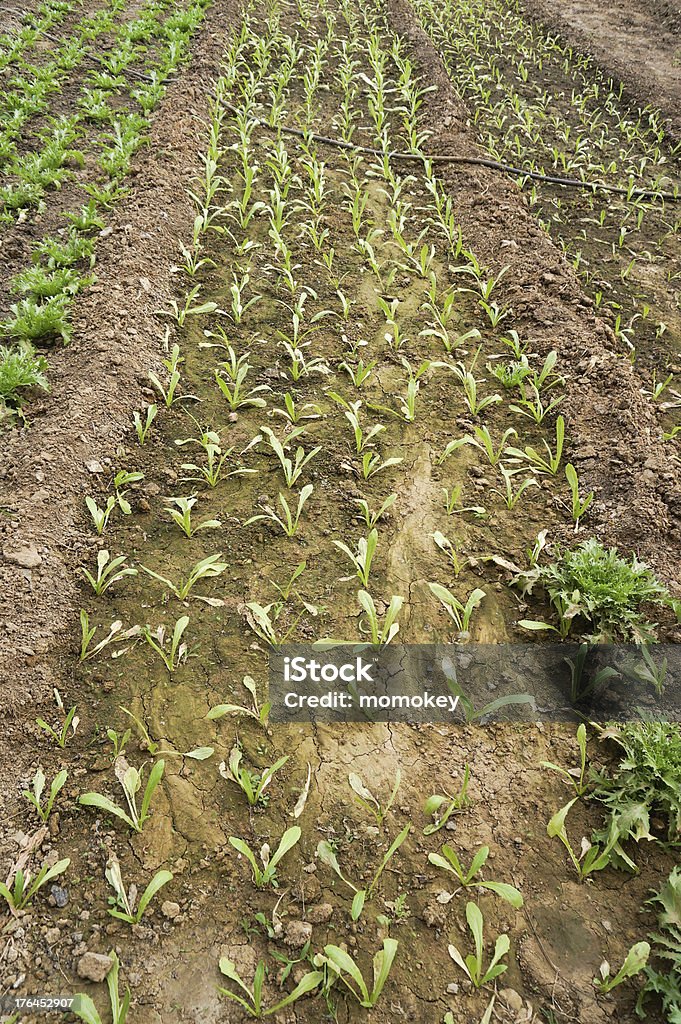 green house de legumes - Foto de stock de Agricultura royalty-free