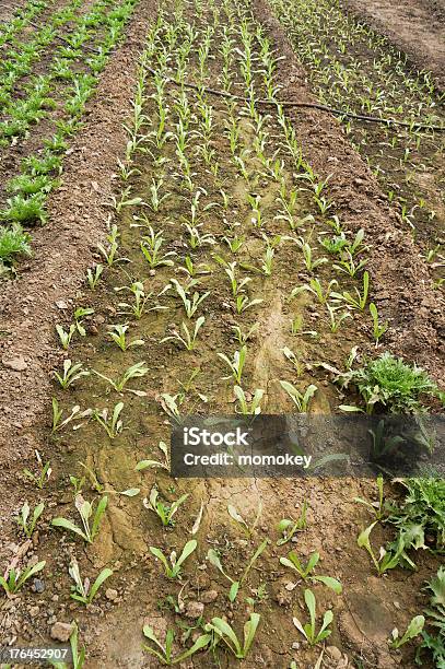 Foto de Green House De Legumes e mais fotos de stock de Agricultura - Agricultura, Botânica - Assunto, Cena Rural