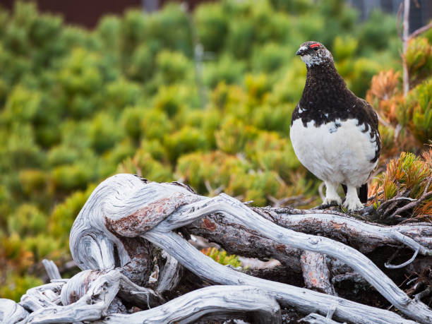istock Rock ptarmigan male 1764529304