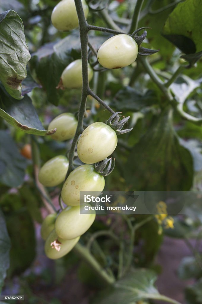 green house légumes - Photo de Affaires libre de droits