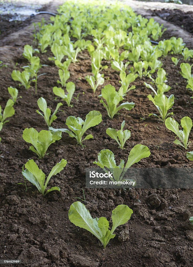 green house légumes - Photo de Affaires libre de droits