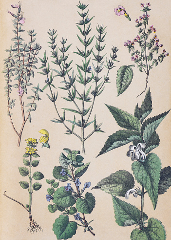 Vintage color illustration - Cat thyme (Teucrium marum) - Summer savory (Satureja hortensis) - Galeopsis ladanum - Yellow archangel (Lamium galeobdolon) - Ground-ivy (Glechoma hederacea) - White nettle (Lamium album)
