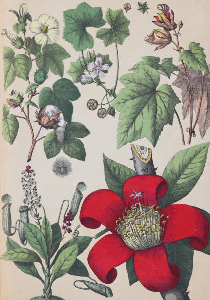 istock Upland cotton or Mexican cotton (Gossypium hirsutum) - Greater musk-mallow (Malva alcea) - Cheirostemon platanoides - Pitcher plant (Nepenthes distillatoria) - Cotton tree (Bombax ceiba) - vintage color illustration 1764533042