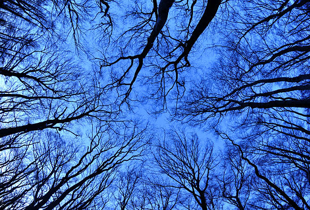 winter forest in the evening stock photo