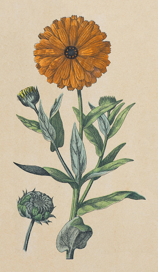 Vintage color illustration - Pot marigold, common marigold, ruddles, Mary's gold or Scotch marigold (Calendula officinalis)
