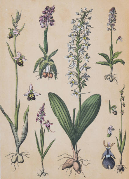 Ophrys arachnites - Green-winged orchid (Anacamptis morio) - Fragrant orchid (Gymnadenia conopsea) - Lesser butterfly-orchid (Platanthera bifolia) - Burnt orchid (Neotinea ustulata) - Fly orchid (Ophrys insectifera) - vintage color illustration Vintage color illustration - Ophrys arachnites - Green-winged orchid (Anacamptis morio) - Fragrant orchid (Gymnadenia conopsea) - Lesser butterfly-orchid (Platanthera bifolia) - Burnt orchid (Neotinea ustulata) - Fly orchid (Ophrys insectifera) orchis ustulata stock illustrations