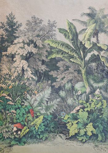 Vintage color illustration - Tropical botanical plants and flowers landscape forest background