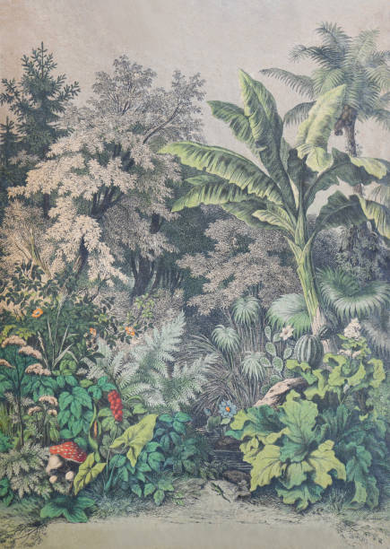 Tropical botanical plants and flowers landscape forest background - vintage color illustration Vintage color illustration - Tropical botanical plants and flowers landscape forest background ornamental garden palm tree bush flower stock illustrations