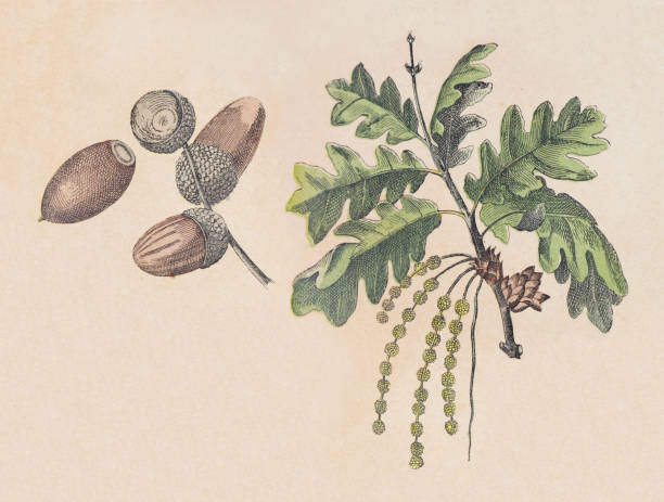 Vintage color illustration - Sessile oak, Cornish oak, Irish Oak or durmast oak (Quercus petraea)
