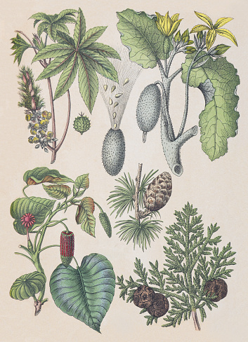 Vintage color illustration - Castor bean (Ricinus Communis) - Squirting cucumber plant (Ecballium elaterium) - Sandbox tree (Hura crepitans) - European larch (Larix decidua) - Mediterranean cypress (
Cupressus sempervirens)