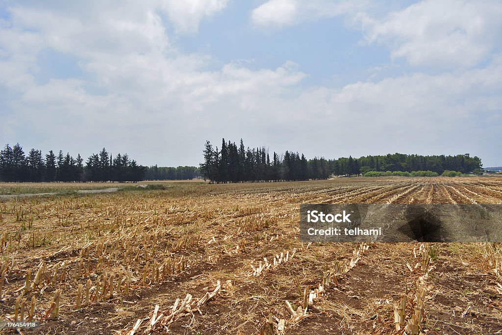 corn field mit cybres Bäumen - Lizenzfrei Agrarbetrieb Stock-Foto
