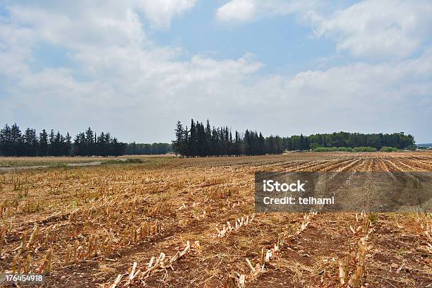 Corn Field Mit Cybres Bäumen Stockfoto und mehr Bilder von Agrarbetrieb - Agrarbetrieb, Agrarland, Baum