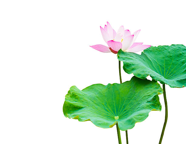 istock pink lotus flower and leaf isolated on white 176455080