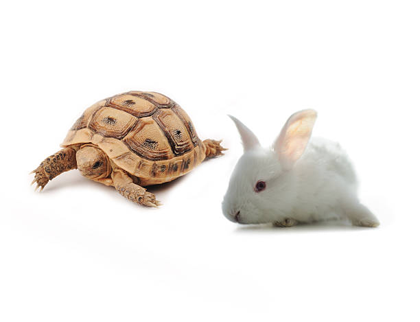 bunny e tartaruga conceito de concorrência - the hare and the tortoise imagens e fotografias de stock